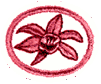Orquídeas 1