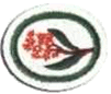 Eucaliptos